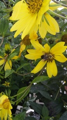Bombus impatiens