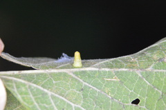 Celticecis aciculata