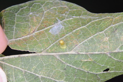 Celticecis aciculata