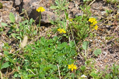 goat pea (Securigera securidaca)