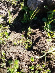 Illecebrum verticillatum