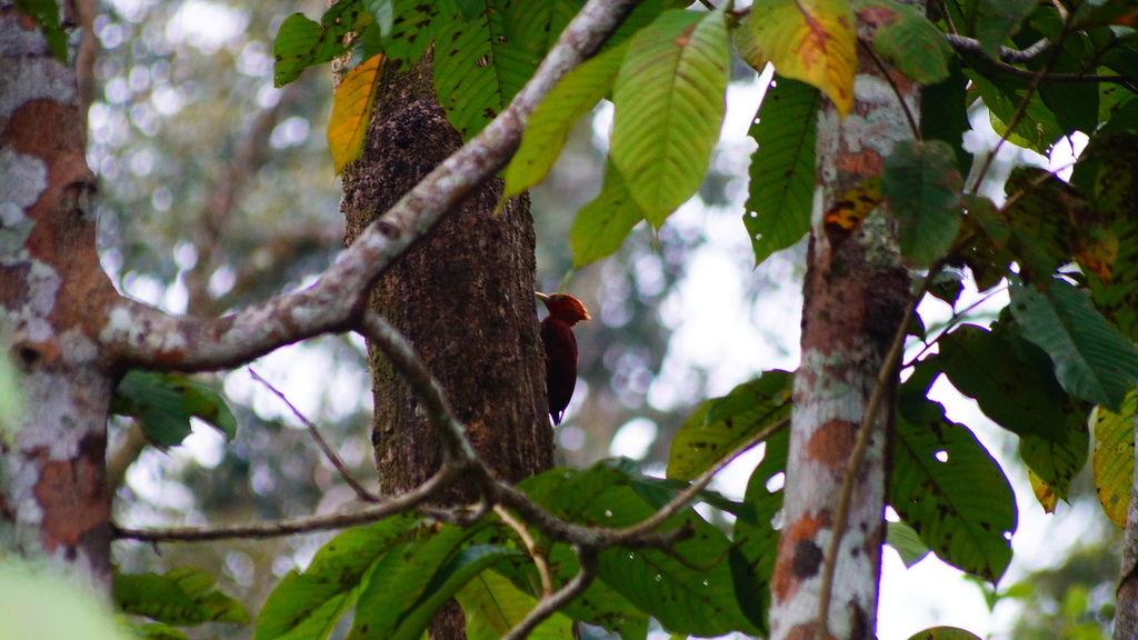 Chestnut-colored Woodpecker