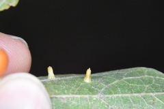 Celticecis aciculata