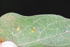 Celticecis aciculata