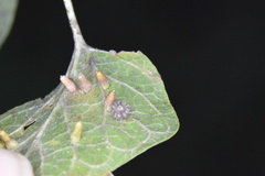 Celticecis capsularis