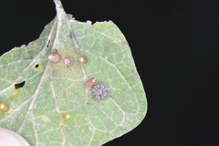 Celticecis capsularis