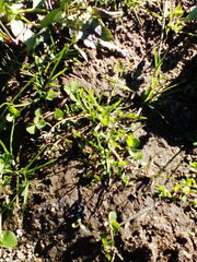 Corrigiola litoralis