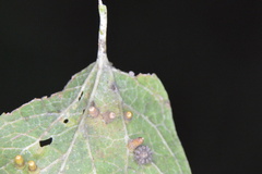 Celticecis aciculata