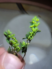 Paronychia fastigiata