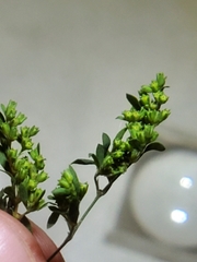 Paronychia fastigiata