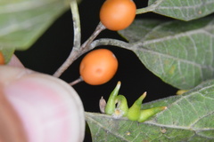 Celticecis pubescens