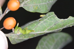 Celticecis pubescens