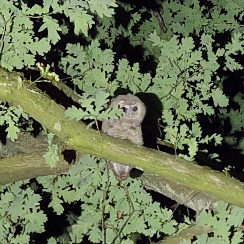 View observation of {o.common_name} on iNaturalist
