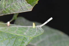 Celticecis aciculata