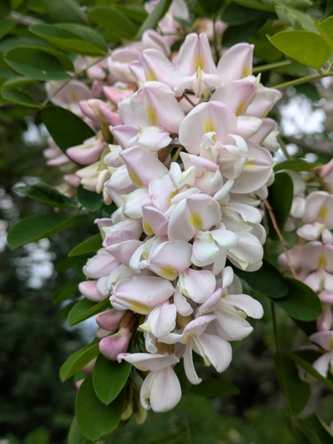 Robinia X holdtii