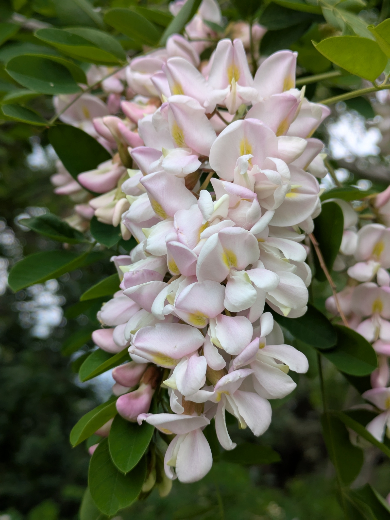 Robinia X holdtii