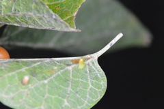 Celticecis aciculata