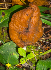 Gyromitra