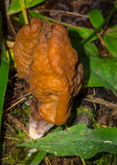Gyromitra