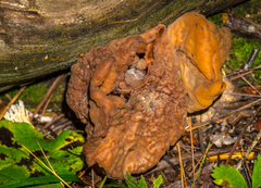 Gyromitra