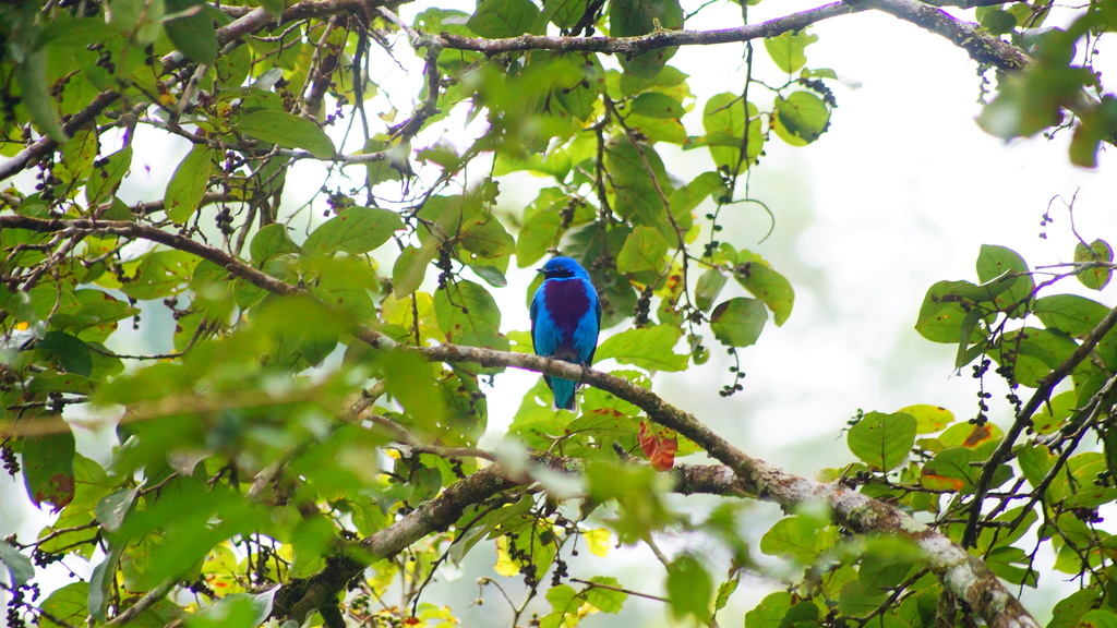 Lovely Cotinga