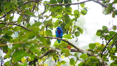 Cotinga amabilis