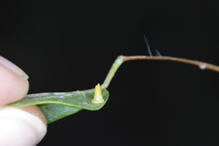 Celticecis aciculata
