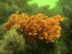 Clathria prolifera