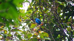 Cotinga amabilis