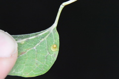 Celticecis aciculata