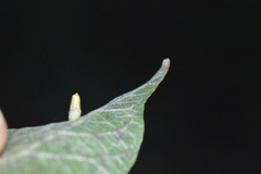 Celticecis aciculata