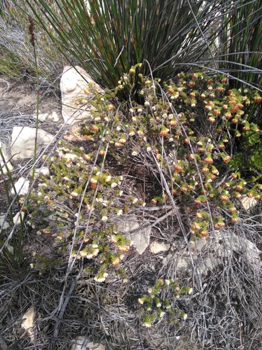 Image of Blacktip Heath (Erica bruniifolia) by (c) Brian du Preez, some rights reserved (CC BY-SA)