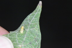 Celticecis aciculata