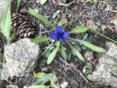 Gentianopsis barbellata