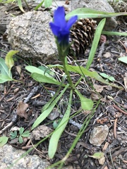Gentianopsis barbellata