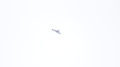 Pseudastur albicollis