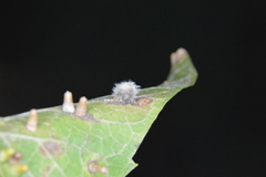 Celticecis pubescens