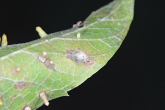 Celticecis pubescens