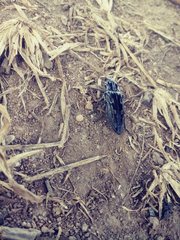 Chalcophora hondurasica