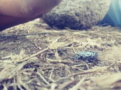 Chalcophora hondurasica