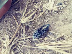 Chalcophora hondurasica