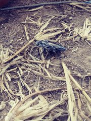 Chalcophora hondurasica