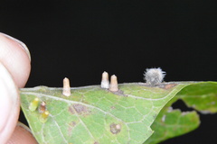 Celticecis aciculata