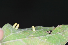 Celticecis aciculata