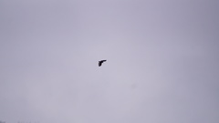 Pseudastur albicollis