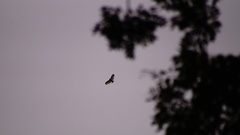 Pseudastur albicollis