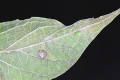 Celticecis capsularis