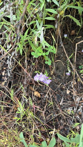 iNaturalist observation 2025-06-02