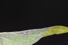 Celticecis capsularis