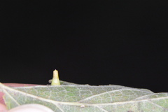 Celticecis aciculata